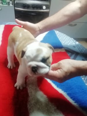 Les chiots de Bulldog Anglais