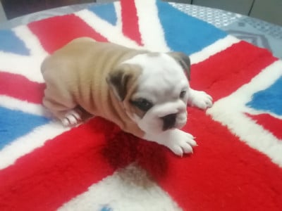 Les chiots de Bulldog Anglais
