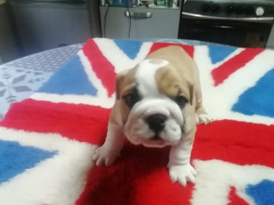Les chiots de Bulldog Anglais
