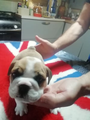 Les chiots de Bulldog Anglais