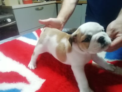 Les chiots de Bulldog Anglais