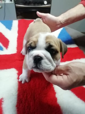 Les chiots de Bulldog Anglais