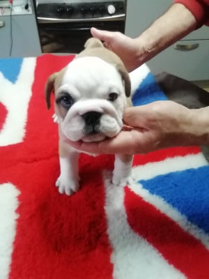 Les chiots de Bulldog Anglais