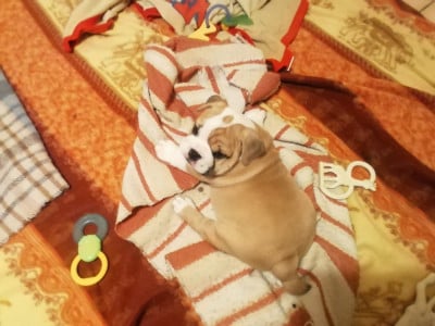 Les chiots de Bulldog Anglais
