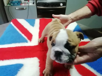 Les chiots de Bulldog Anglais