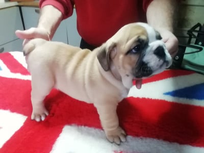 Les chiots de Bulldog Anglais