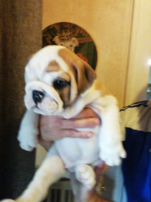 Les chiots de Bulldog Anglais