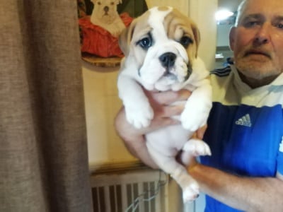 Les chiots de Bulldog Anglais