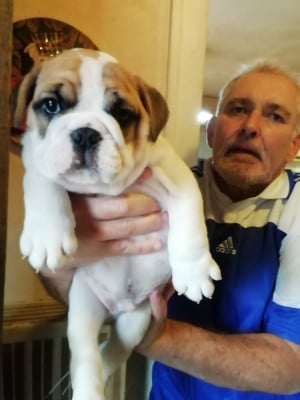 Les chiots de Bulldog Anglais