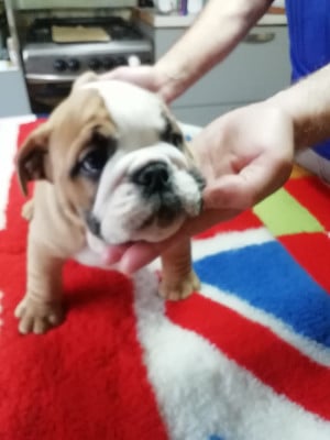 Les chiots de Bulldog Anglais