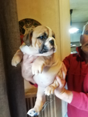 Les chiots de Bulldog Anglais