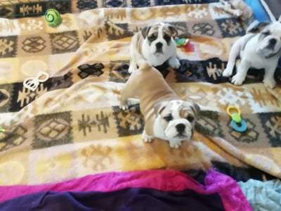 Les chiots de Bulldog Anglais