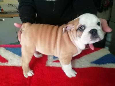 Les chiots de Bulldog Anglais