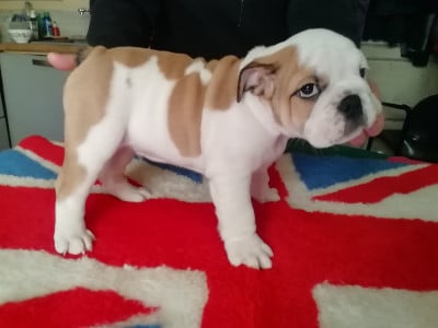 Les chiots de Bulldog Anglais