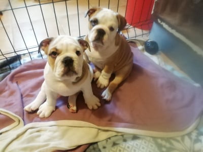 Les chiots de Bulldog Anglais