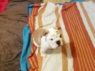 Les chiots de Bulldog Anglais