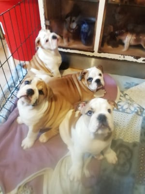 Les chiots de Bulldog Anglais