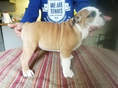 Les chiots de Bulldog Anglais