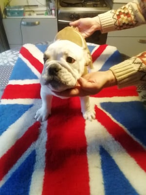 Les chiots de Bulldog Anglais
