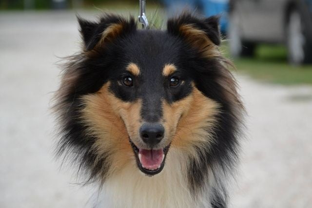 Publication : White And Black Blue Auteur : Espigarez Christine