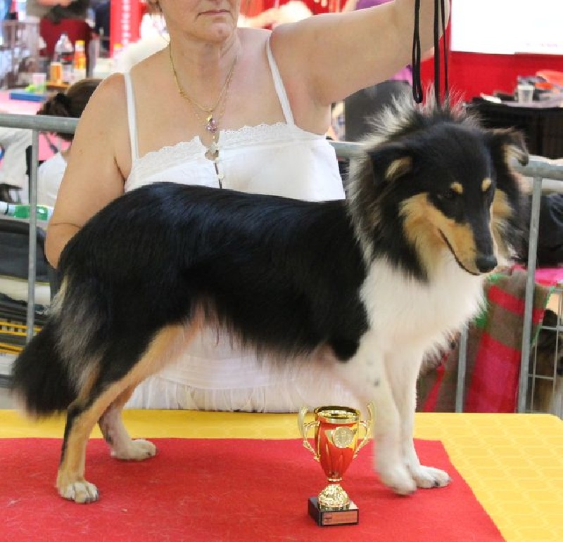 Harkot black king Des mille eclats des tournesol - Très Prometteur