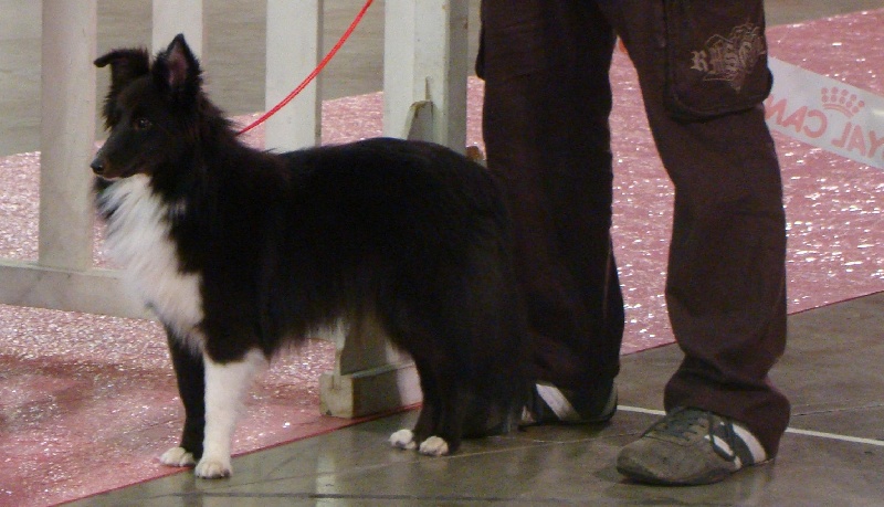 Fulan black girl des étangs sauvages - trés bon