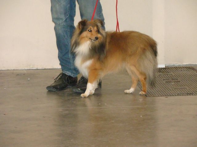 Garou des sources de richenie - 1 Excellent , Meilleur Jeune (Ring D'honneur)