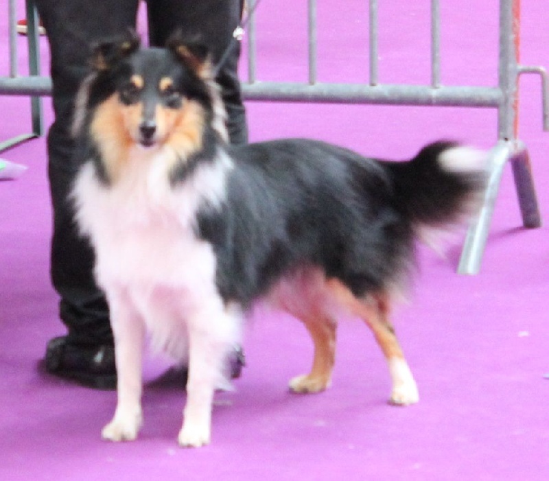 Harkot black king Des mille eclats des tournesol - 4 èmeTrès Bon