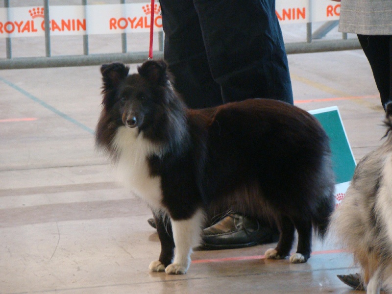 Fulan black girl des étangs sauvages - 1°excelent ring d'honneur