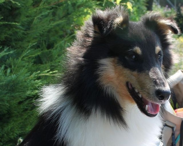 Harkot black king Des mille eclats des tournesol - Prometeur