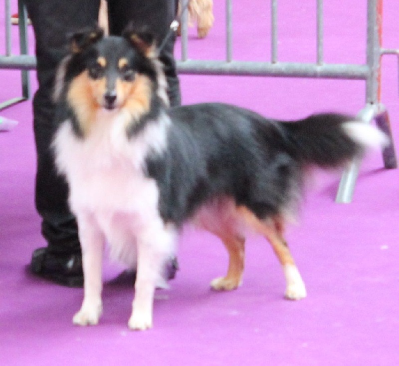 Harkot black king Des mille eclats des tournesol - Très Bon