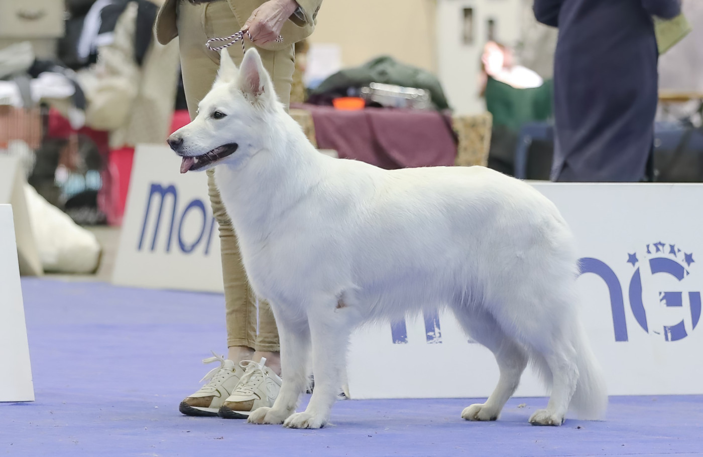 CH. Perle d'ivoire Des Blancs De Souilly - CAC CACIB BOS Slovenian winner