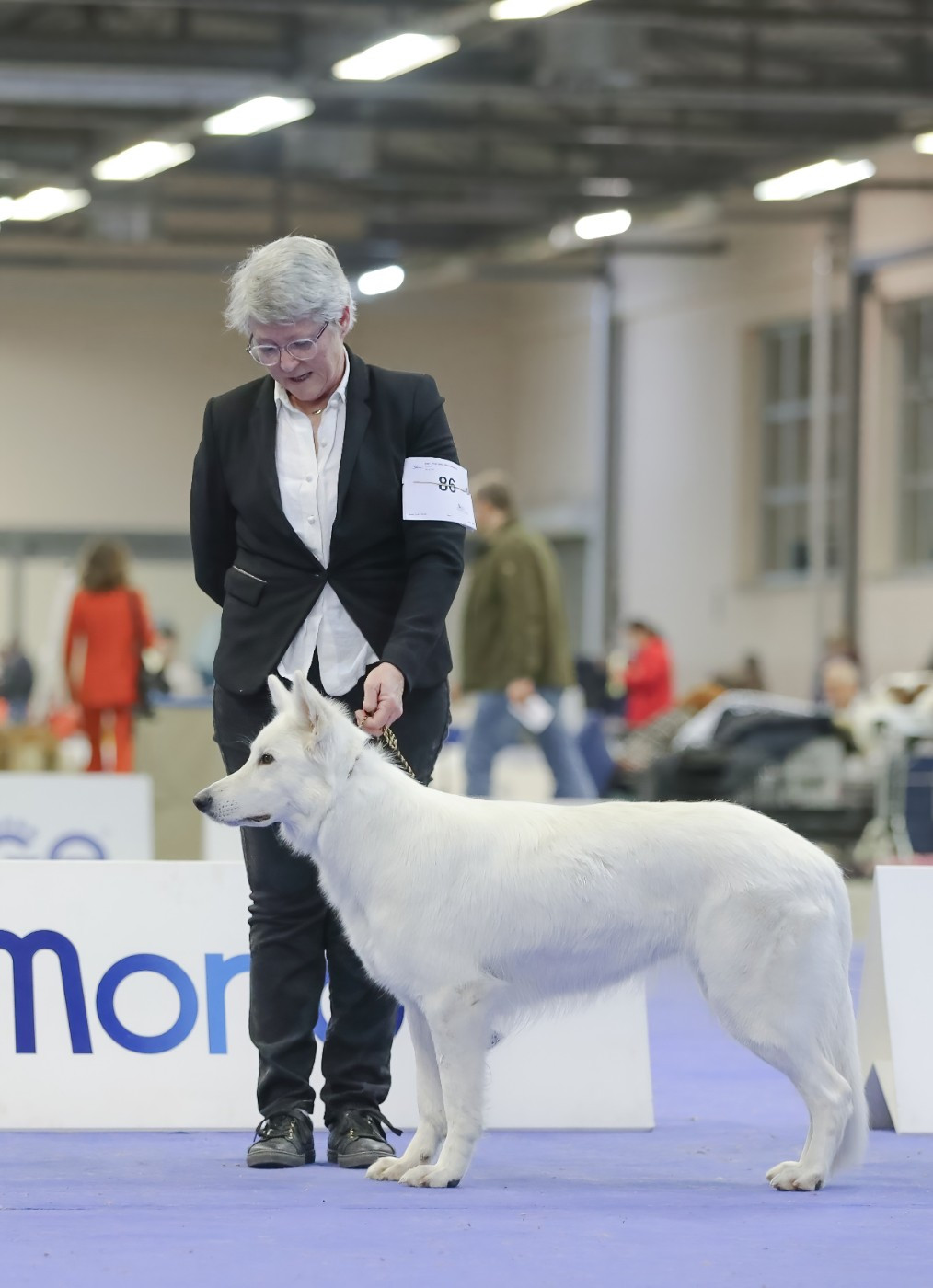 CH. Tafta de l'ange Gardien de Faujus - CAC CACIB BOB Crufts Qualification