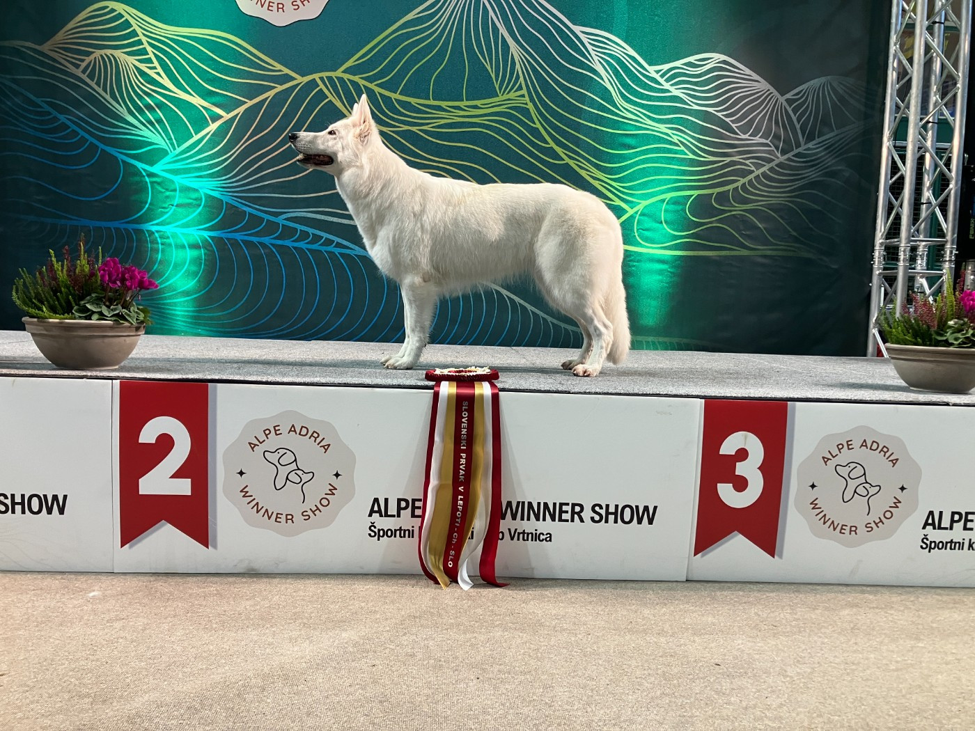 CH. Tafta de l'ange Gardien de Faujus - CAC CACIB BOS