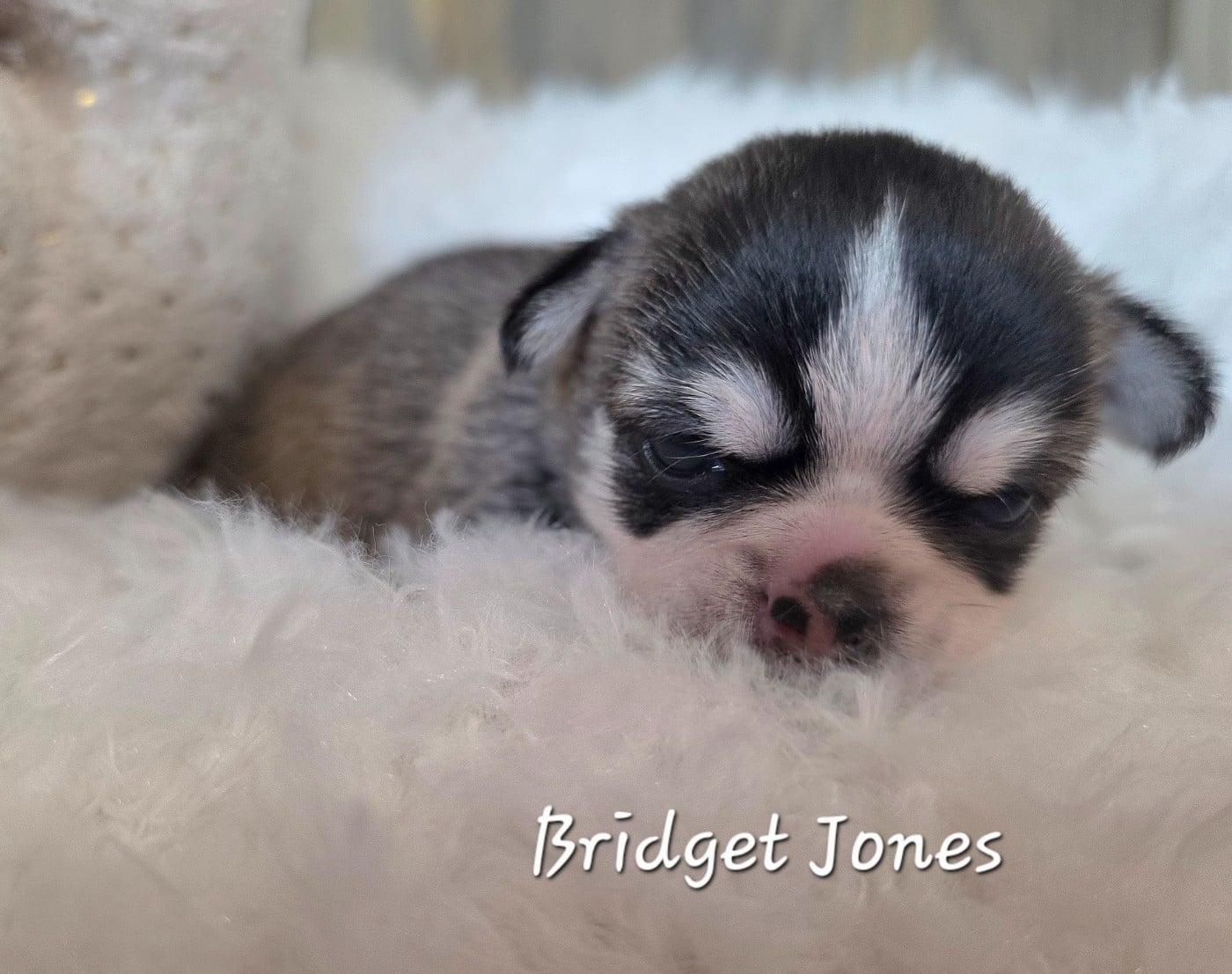 BRIDGET JONES