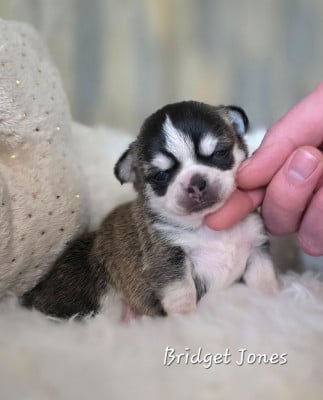 Les chiots de Chihuahua
