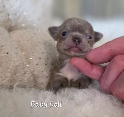 BABY DOLL - Chihuahua