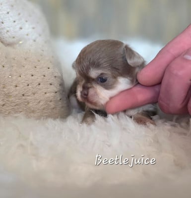 BEETLEJUICE - Chihuahua