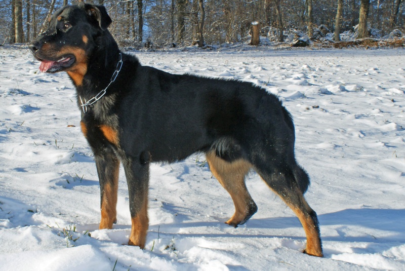 Publication : Du Brasier Auteur : Julia Bassetti