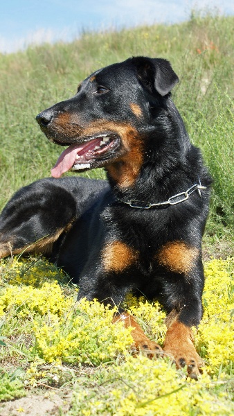 Publication : Du Brasier Auteur : Julia Bassetti