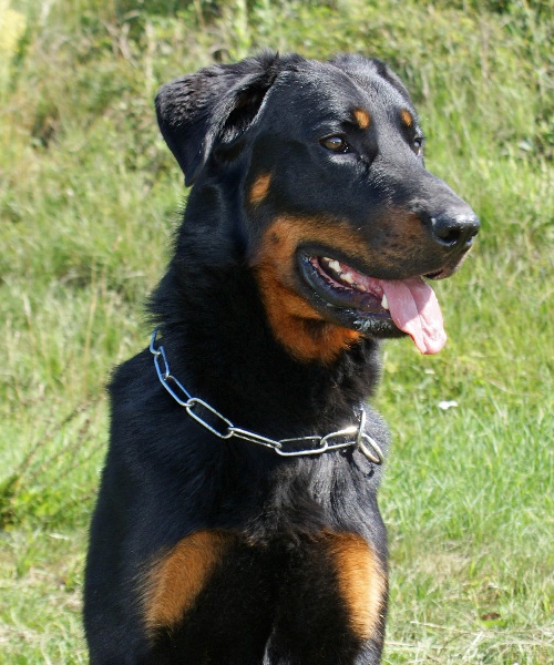 Publication : Du Brasier Auteur : Julia Bassetti