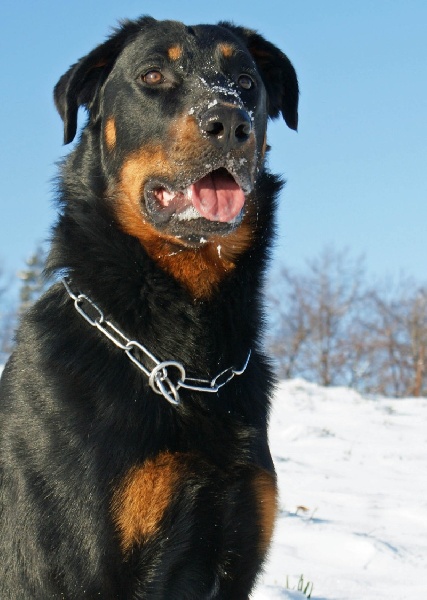 Publication : Du Brasier Auteur : Julia Bassetti