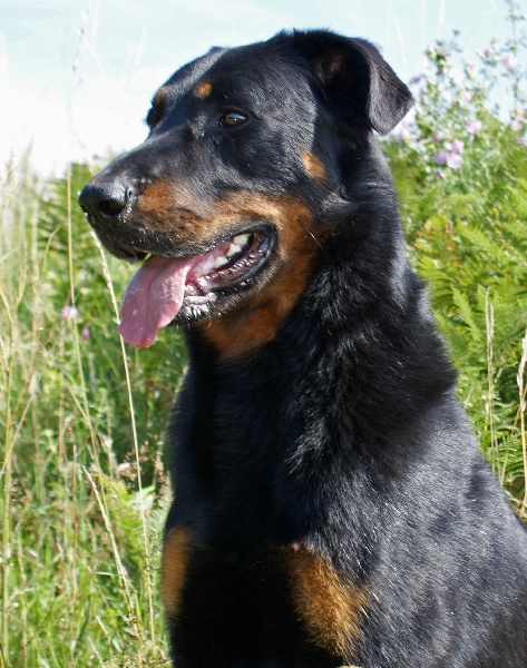 Publication : Du Brasier Auteur : Julia Bassetti