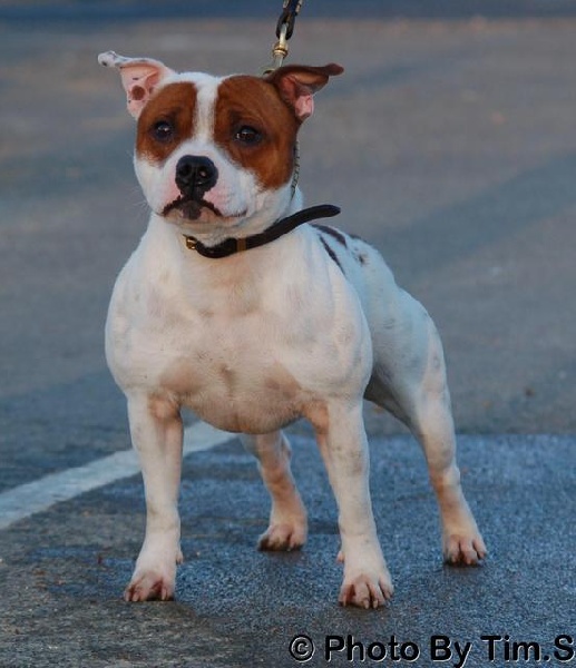 Publication : hot king staff