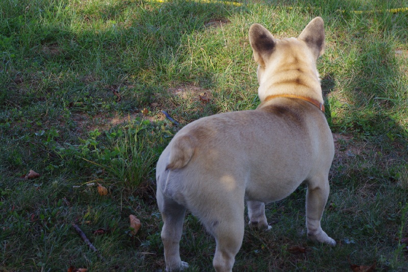 Publication : du Chemin aux Mandragores Auteur : slan