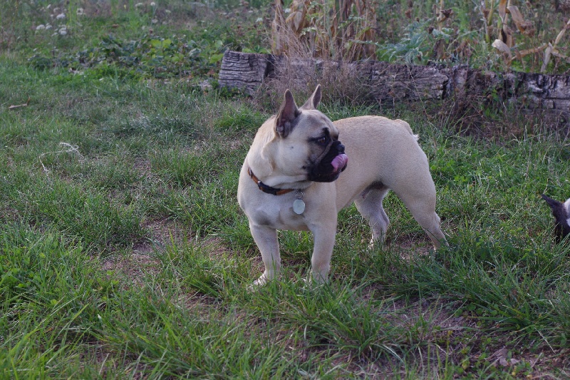 Publication : du Chemin aux Mandragores Auteur : slan