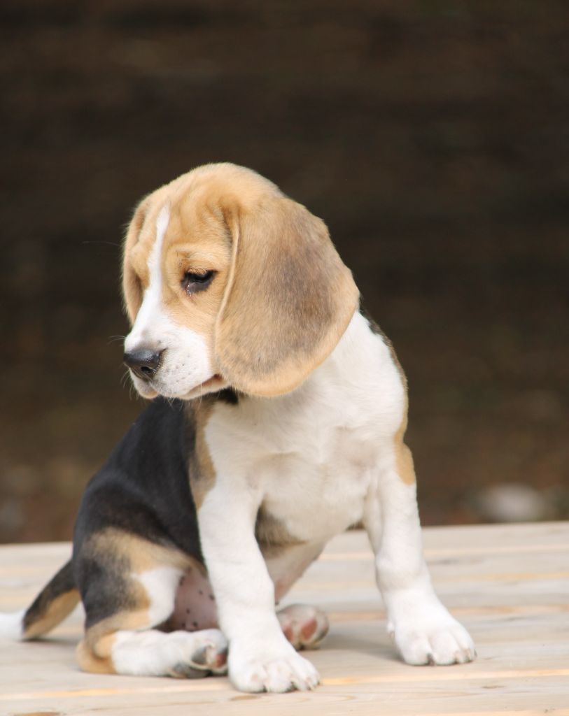 Amazone Des Chasseurs Du Temps