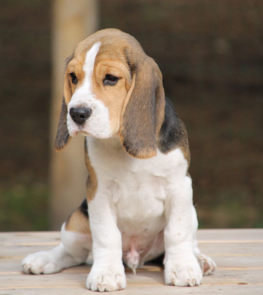 Publication : Des Chasseurs Du Temps Auteur : C Fréville