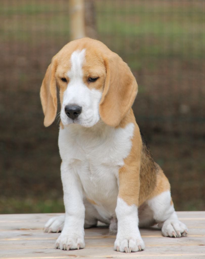 Aubois Des Chasseurs Du Temps