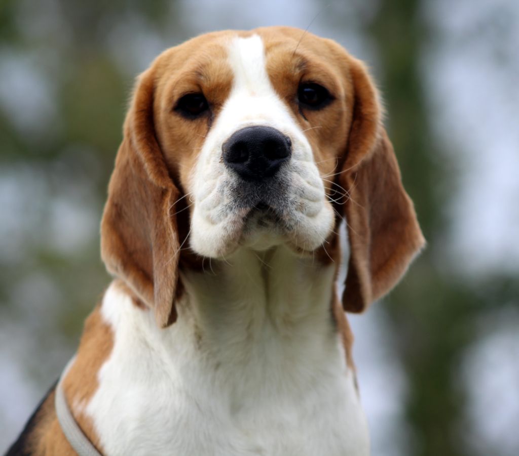 Publication : Des Chasseurs Du Temps Auteur : C.Fréville